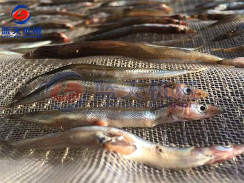 山東魚干烘干機烘干現場